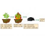 How incredible is this – Plants can be used as an alternative extraction method to mining copper!

The Earth's supply of metal ores is limited - high-grade copper ores, which contain a high percentage of copper, are becoming harder to find and mine.

The process is called Phytoextraction and involves 
1. Plants being grown in soil that contain copper ore 
2. The plants then absorb the metal through their roots and transfer it to their cells.
3. The plants are harvested and burnt
4. The leftover ash contains the metal compounds.

This alternative method reduces the need for mining that involves quarries that create noise, dust and traffic, while also destroying natural habitats.